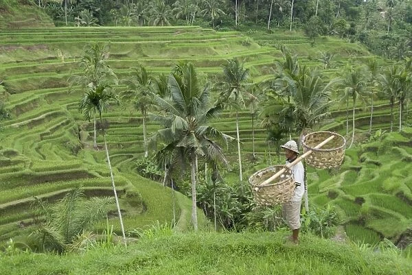 Rice terraces near Tegallalang Village, Bali, Indonesia, Southeast Asia, Asia