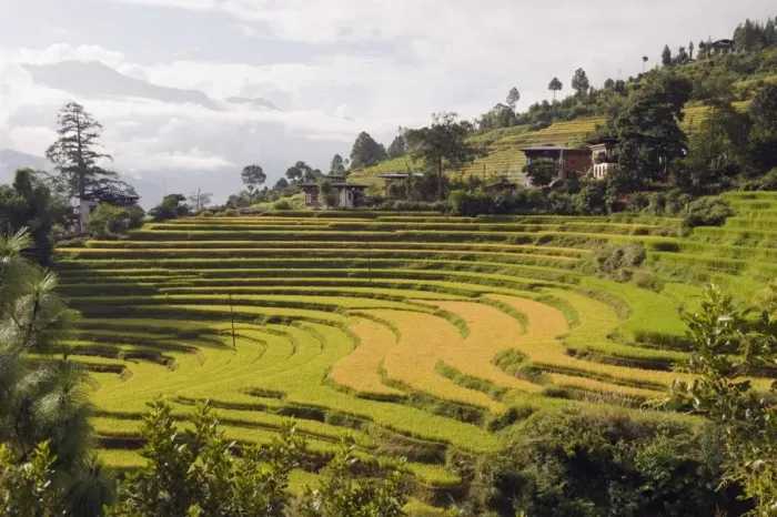 Framed Print : Rice terraces, Punakha, Bhutan, Asia