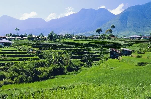 Rice terraces in the rice and coffee growing heart of western Flores