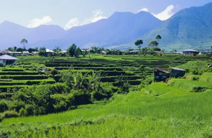 Framed Print : Rice terraces in the rice and coffee growing heart of western Flores Framed Print : Rice terraces in the rice and coffee growing heart of western Flores
