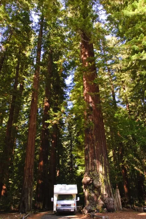 Framed Print : Richardson Grove State Park, California, United States of America, North America Framed Print : Richardson Grove State Park, California, United States of America, North America