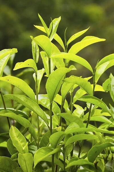 Richly flavoured, aromatic high altitude Uva tea growing in the Namunukula Mountains