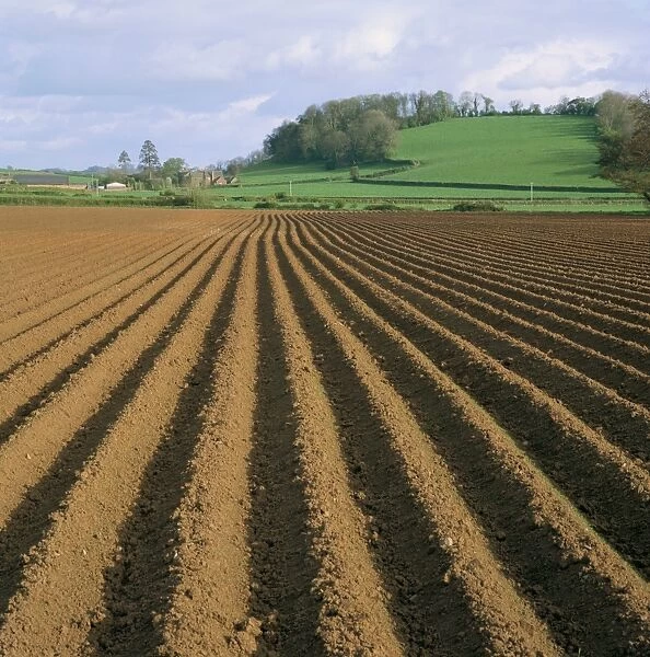 Ridged soil in ploughed field, Somerset, England, United Kingdom, Europe