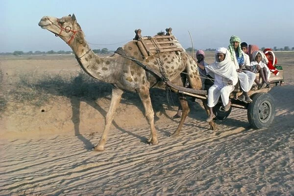 Riding in a camel cart