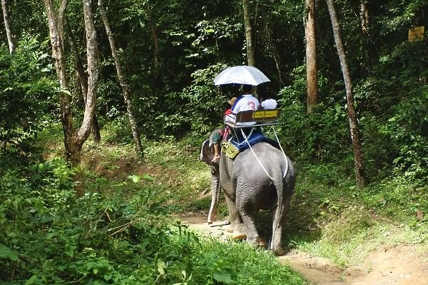 Riding elephants in the Chalong Highlands, Phuket, Thailand, Southeast Asia, Asia