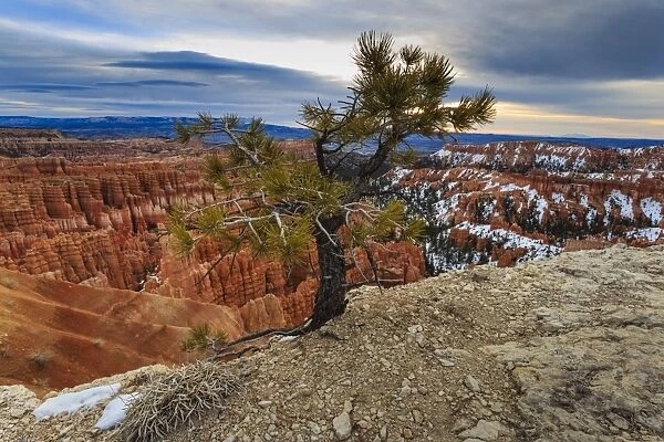 Rim tree and hoodoos with a cloudy winters sunrise, Rim Trail near Inspiration Point, Bryce Canyon National Park, Utah, United States of America, North America