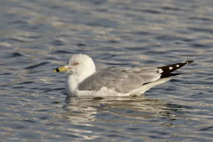 Framed Print : Ring-billed gull (Larus delawarensis) on the water, Farmington Bay, Utah