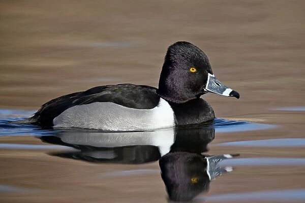 Ring-necked Duck (Aythya collaris) swimming, Clark County, Nevada, United States of America, North America