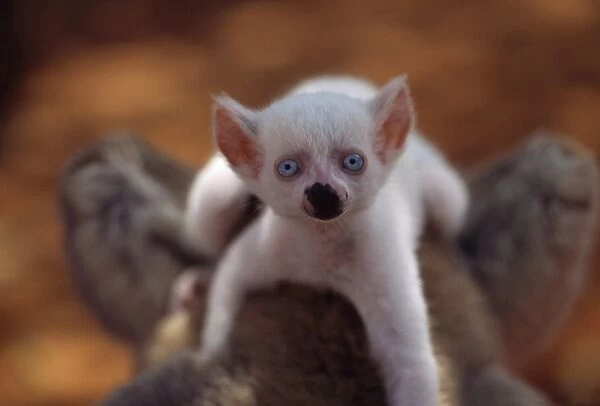Ring-tailed Lemur (Lemur catta), all white baby male (Sapphire) albino on mothers back