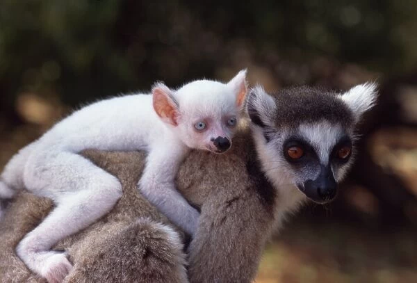 Ring-tailed Lemur (Lemur catta), all white baby male (Sapphire) albino on mothers back