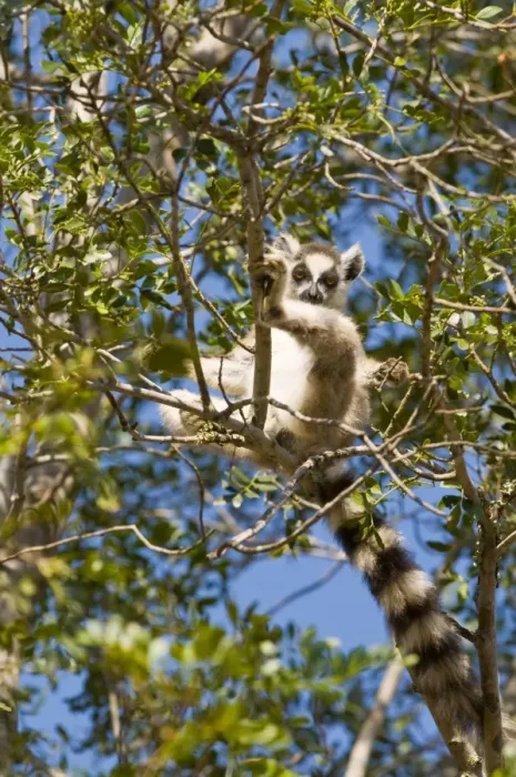 Framed Print : Ring-tailed Lemur (Lemur catta), Berenty Private Reserve, Madagascar, Africa Framed Print : Ring-tailed Lemur (Lemur catta), Berenty Private Reserve, Madagascar, Africa