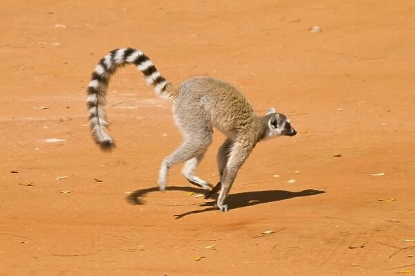 Ring-tailed Lemur (Lemur catta), Berenty Private Reserve, Madagascar, Africa