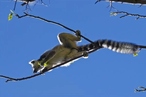 Ring-tailed lemur (Lemur catta), Isalo National Park, Madagascar, Africa