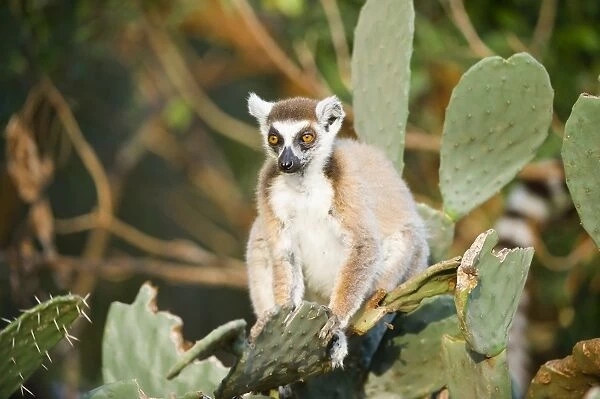 Ring-tailed lemur (Lemur catta) on cactus, near Threatened, Berenty Nature Reserve, Madagascar, Africa