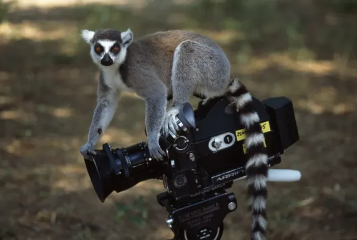 Framed Print : Ring-tailed Lemur (Lemur catta) on camera, Berenty, Southern Madagascar, Africa