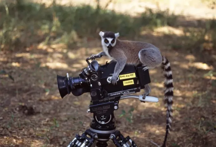 Framed Print : Ring-tailed Lemur (Lemur catta) on camera, Berenty, Southern Madagascar, Africa Framed Print : Ring-tailed Lemur (Lemur catta) on camera, Berenty, Southern Madagascar, Africa