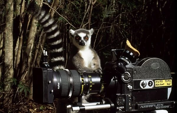 Ring-tailed Lemur (Lemur catta) with camera, Berenty, Southern Madagascar, Africa