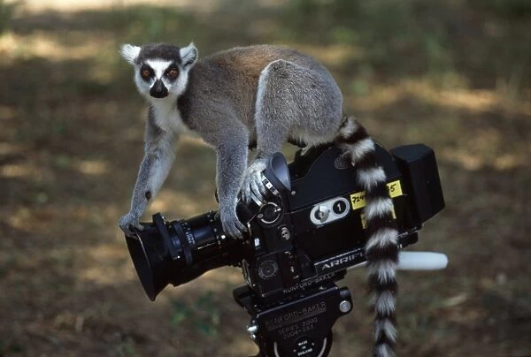 Ring-tailed Lemur (Lemur catta) on camera, Berenty, Southern Madagascar, Africa