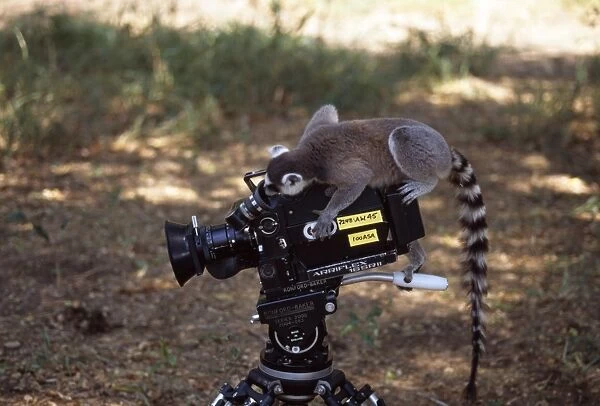 Ring-tailed Lemur (Lemur catta) on camera filming, Berenty, Southern Madagascar, Africa