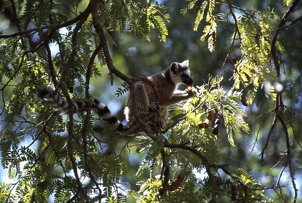 Ring-tailed Lemur (Lemur catta) feeding on tamarind, Berenty, Southern Madagascar, Africa