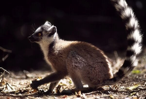 Ring-tailed Lemur (Lemur catta) on ground, Berenty, Southern Madagascar, Africa