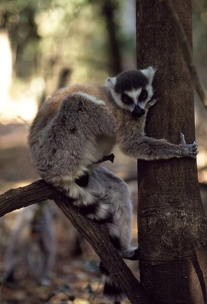 Ring-tailed Lemur (Lemur catta) male with erection on tree, Berenty, Southern Madagascar