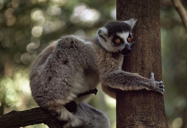 Ring-tailed Lemur (Lemur catta) male with erection on tree, Berenty, Southern Madagascar