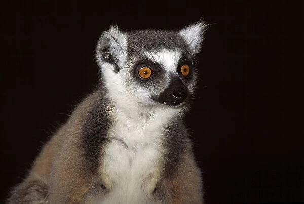 Ring-tailed Lemur (Lemur catta) portrait, Berenty, Southern Madagascar, Africa