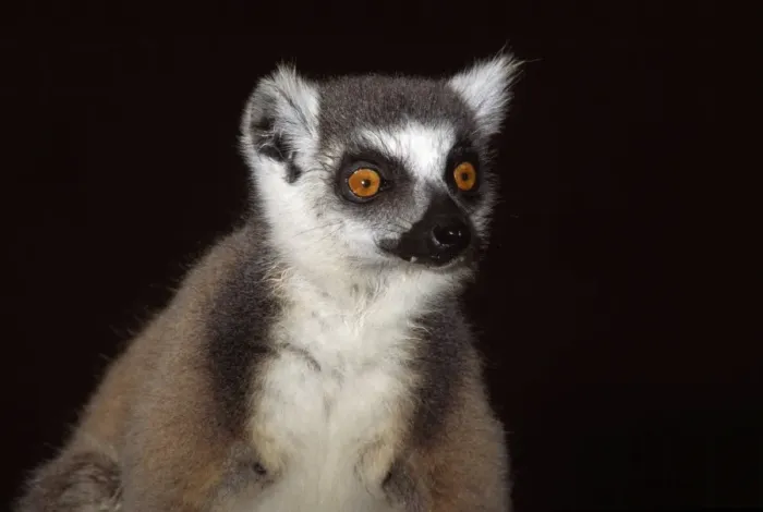 Framed Print : Ring-tailed Lemur (Lemur catta) portrait, Berenty, Southern Madagascar, Africa Framed Print : Ring-tailed Lemur (Lemur catta) portrait, Berenty, Southern Madagascar, Africa