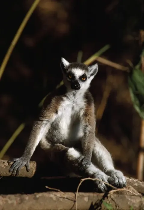 Framed Print : Ring-tailed Lemur (Lemur catta) resting, Berenty, Southern Madagascar, Africa Framed Print : Ring-tailed Lemur (Lemur catta) resting, Berenty, Southern Madagascar, Africa