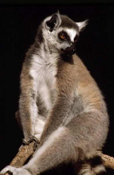 Ring-tailed Lemur (Lemur catta) resting, Berenty, Southern Madagascar, Africa