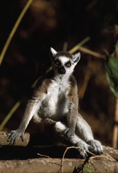 Ring-tailed Lemur (Lemur catta) resting, Berenty, Southern Madagascar, Africa