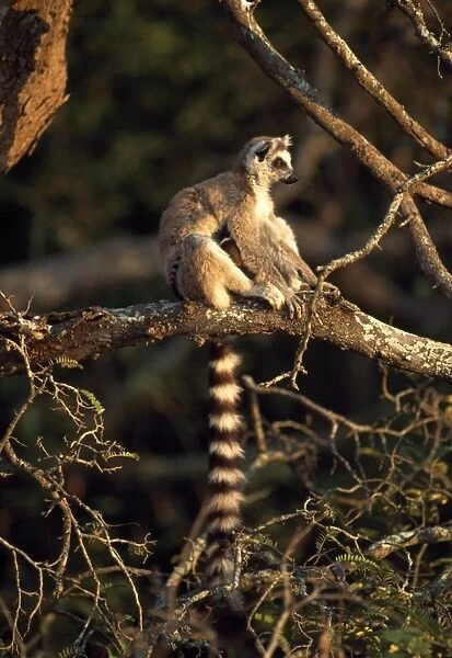 Ring-tailed Lemur (Lemur catta) sitting on tree, Berenty, Southern Madagascar, Africa