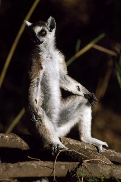 Ring-tailed Lemur (Lemur catta) sunbathing on ground, Berenty, Southern Madagascar