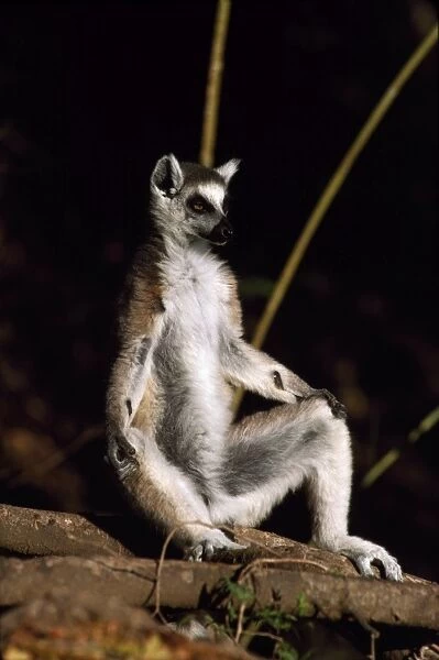 Ring-tailed Lemur (Lemur catta) sunbathing on ground, Berenty, Southern Madagascar