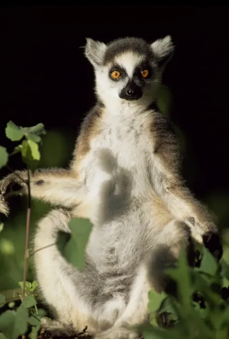 Framed Print : Ring-tailed Lemur (Lemur catta) sunbathing on tree, Berenty, Southern Madagascar, Africa Framed Print : Ring-tailed Lemur (Lemur catta) sunbathing on tree, Berenty, Southern Madagascar, Africa