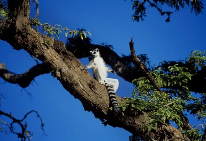 Framed Print : Ring-tailed Lemur (Lemur catta) sunbathing in tree, Berenty, Southern Madagascar, Africa Framed Print : Ring-tailed Lemur (Lemur catta) sunbathing in tree, Berenty, Southern Madagascar, Africa
