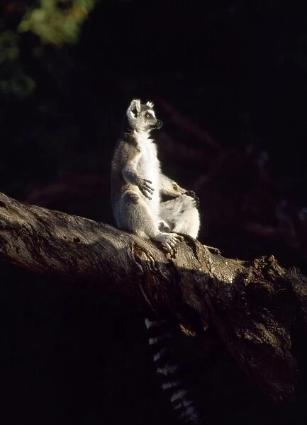 Ring-tailed Lemur (Lemur catta) sunbathing in tree, Berenty, Southern Madagascar, Africa