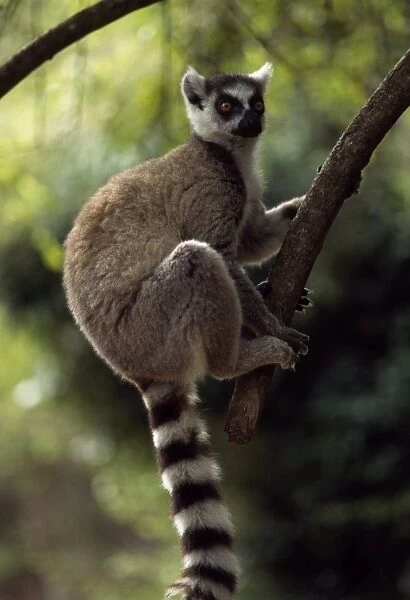 Ring-tailed Lemur (Lemur catta) on tree, Berenty, Southern Madagascar, Africa