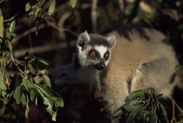 Ring-tailed Lemur (Lemur catta) in tree, Berenty, Southern Madagascar, Africa