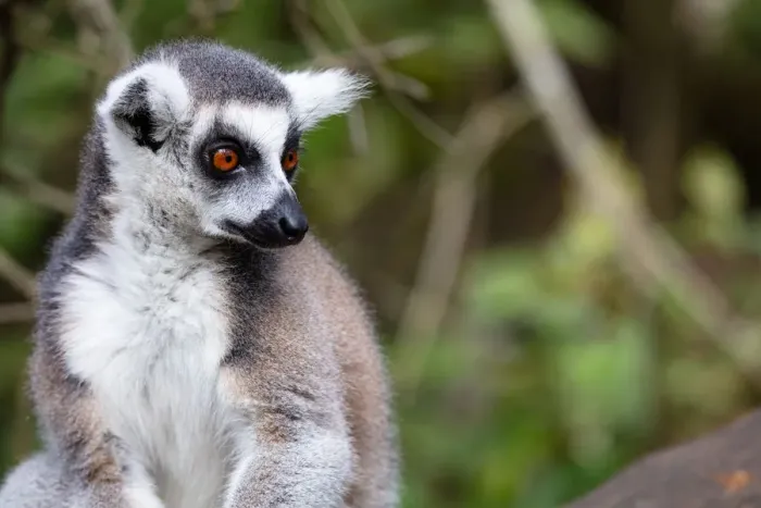 Framed Print : Ring Tailed Lemur in a sanctuary, South Africa, Africa Framed Print : Ring Tailed Lemur in a sanctuary, South Africa, Africa