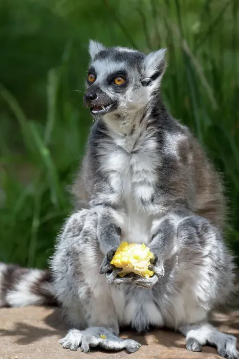 Framed Print : Ring-tailed lemur sitting and eating fruit outdoors at London Zoo, London, England, United Kingdom, Europe Framed Print : Ring-tailed lemur sitting and eating fruit outdoors at London Zoo, London, England, United Kingdom, Europe