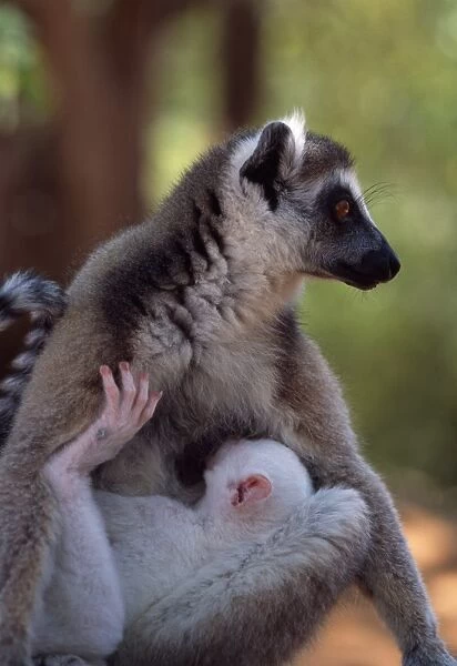 Ring-tailed Lemurs (Lemur catta), all white baby male (Sapphire) albino lemur suckling on mother