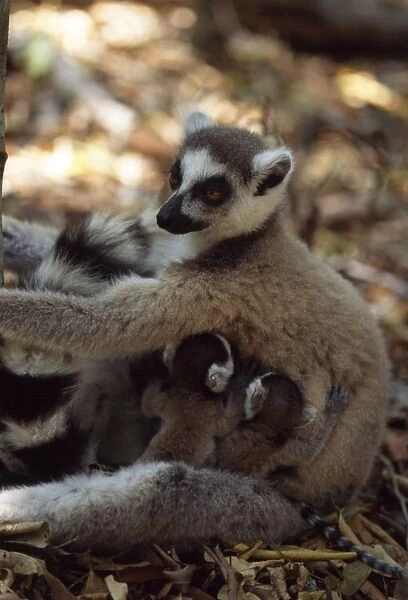 Ring-tailed Lemurs (Lemur catta) mother with twin babies, Berenty, Southern Madagascar