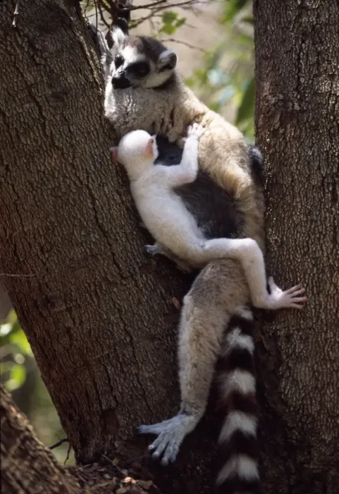 Framed Print : Ring-tailed Lemurs (Lemur catta), all white baby male (Sapphire) albino lemur resting with mother on tree, Berenty, Southern Framed Print : Ring-tailed Lemurs (Lemur catta), all white baby male (Sapphire) albino lemur resting with mother on tree, Berenty, Southern