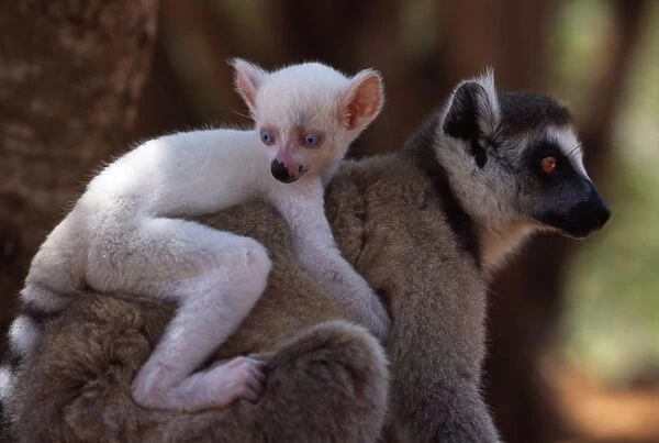 Ring-tailed Lemurs (Lemur catta), all white baby male (Sapphire) albino lemur on mothers back