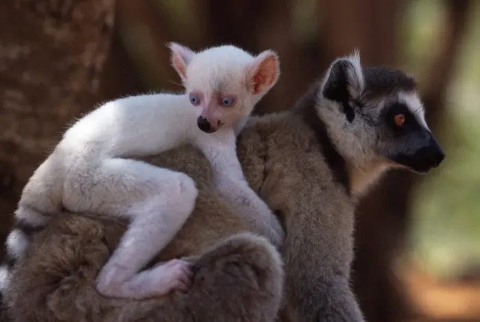 Framed Print : Ring-tailed Lemurs (Lemur catta), all white baby male (Sapphire) albino lemur on mothers back