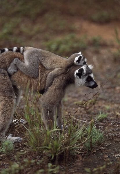 Ring-tailed Lemurs (Lemur catta) mother with baby on back walking, Berenty