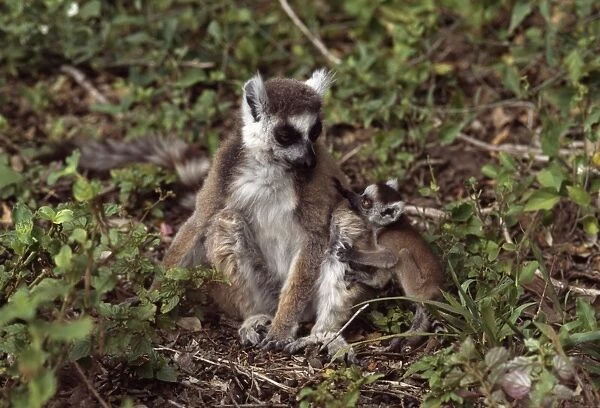 Ring-tailed Lemurs (Lemur catta) mother with baby sitting on forest floor