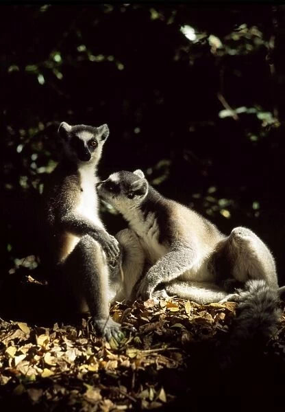 Ring-tailed Lemurs (Lemur catta) grooming and sunbathing, Berenty, Southern Madagascar
